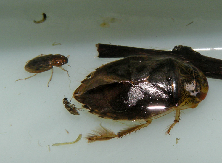 coleotteri acquatici: cfr. Helophorus sp. (Helophoridae) [insieme a grosso Eterottero]